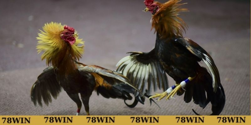 Cập nhật lịch thi đấu liên tục