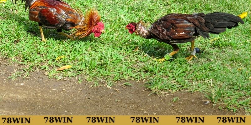 4 lối gà chọi đá hay nhất hiện nay