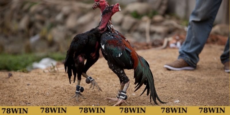 Các yếu tố ảnh hưởng đến lối gà chọi