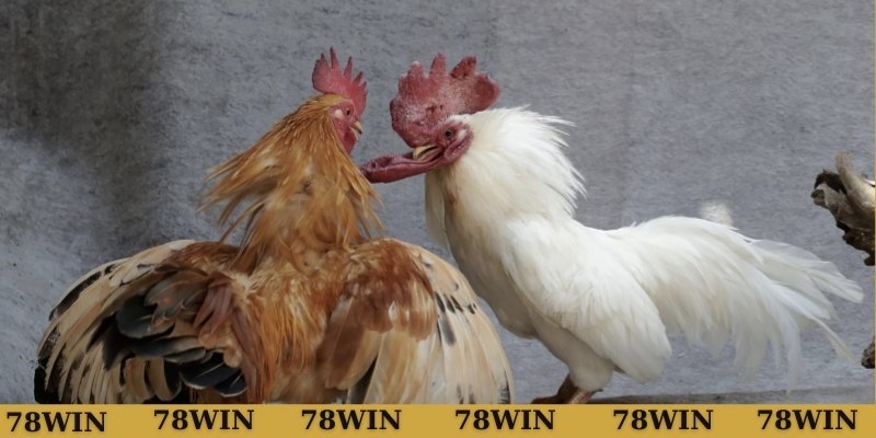 Cách nhận biết gà có cựa liên giáp