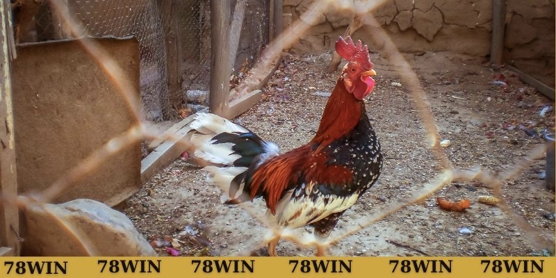 Cách phân loại gà có vảy tam tài