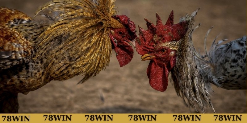 Cách xem xét chiến kê có vảy huyền trâm