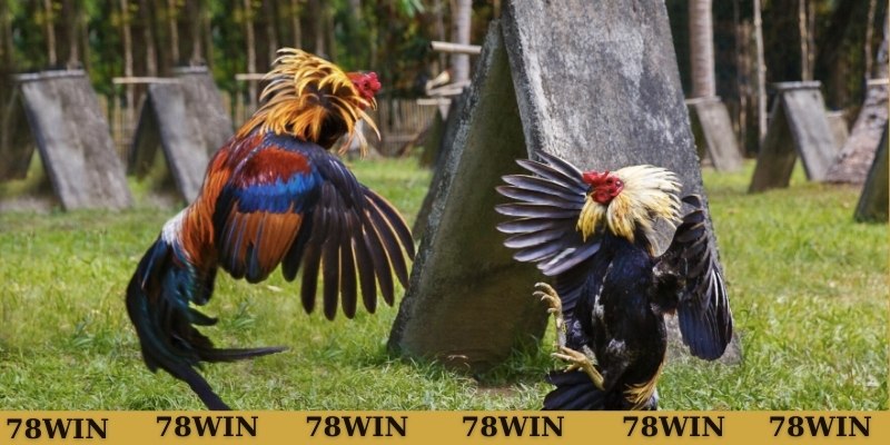 Câu hỏi về vảy gà liên giáp