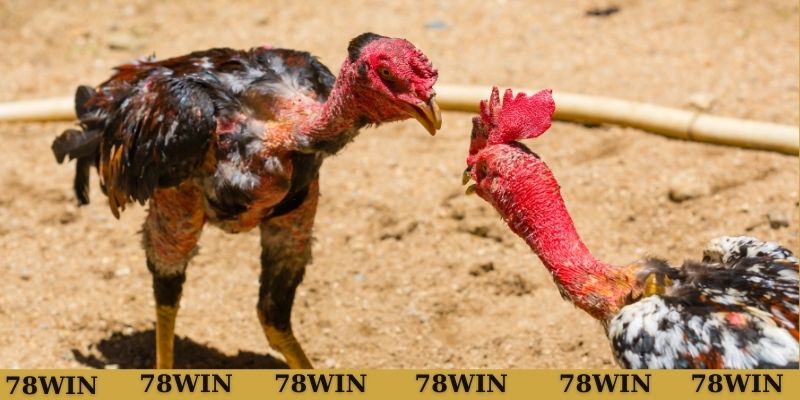 Gà chọi cựa sắt siêu kịch tính