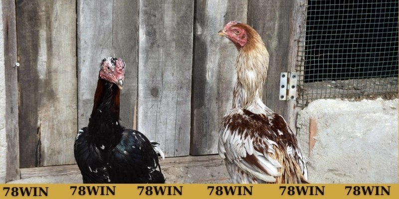 Gà có cựa liên giáp ngoại được đánh giá cao