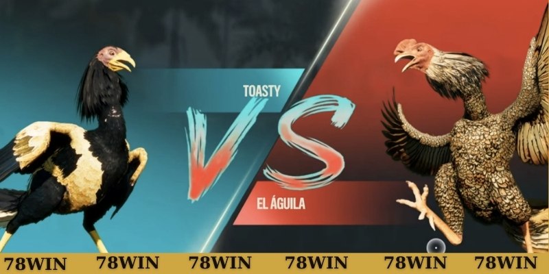 Gà huyền trâm có trên cựa