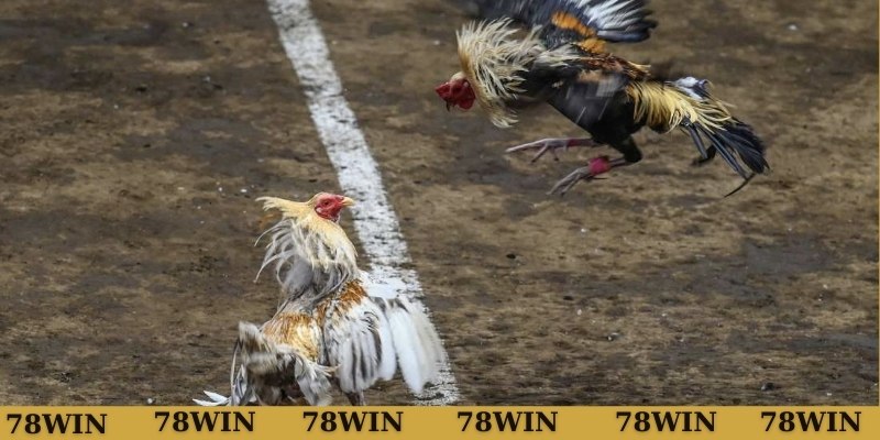 Hướng dẫn chăm sóc gà có vảy huyền trâm