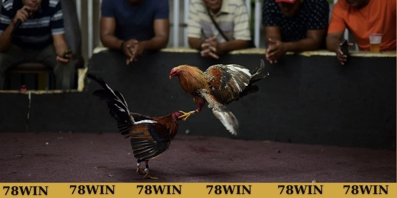 Hướng dẫn chăm sóc gà song cúc