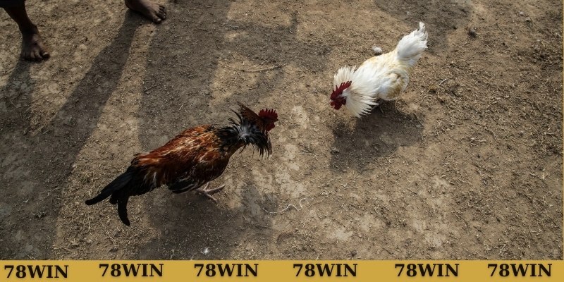 Hướng dẫn xem gà có vảy song cúc