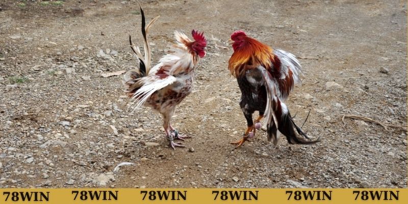 Luật thi đấu gà C1 Thomo