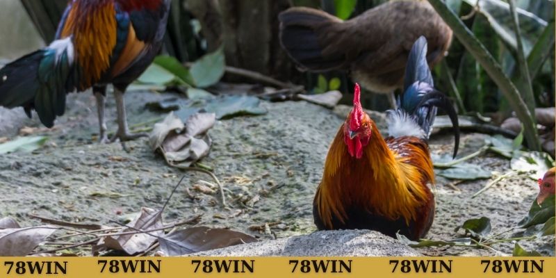 Lưu ý khi luyện tập lối gà chọi