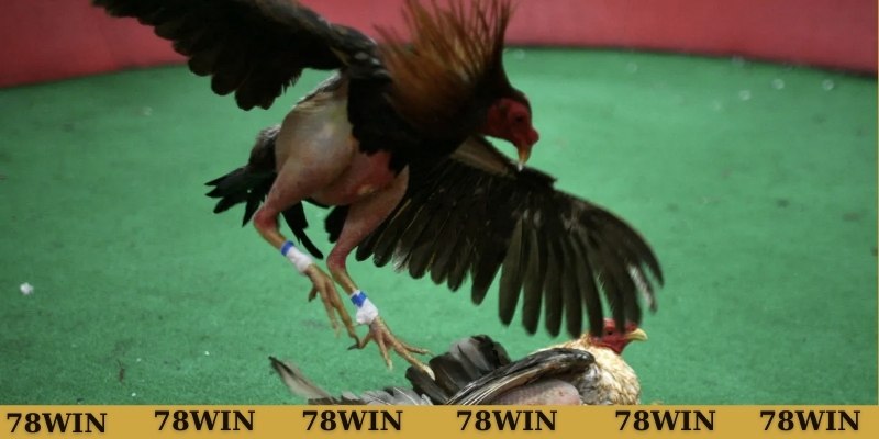 Nắm rõ về vảy gà tam tài tứ quý