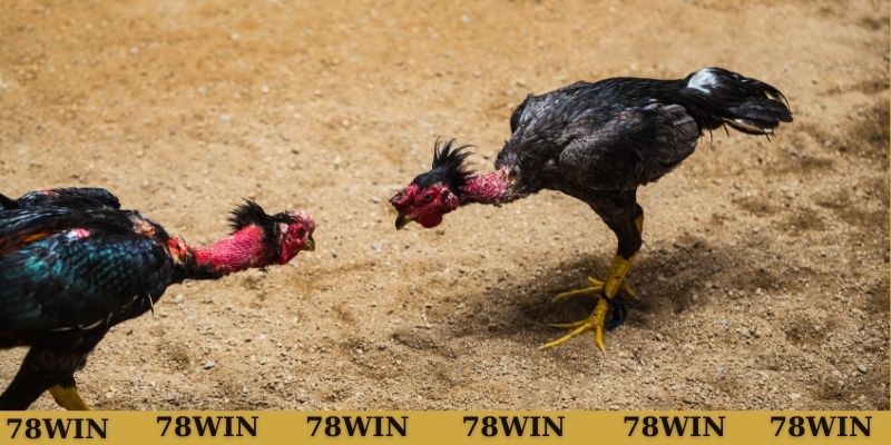 Quy định đặt cược tiền