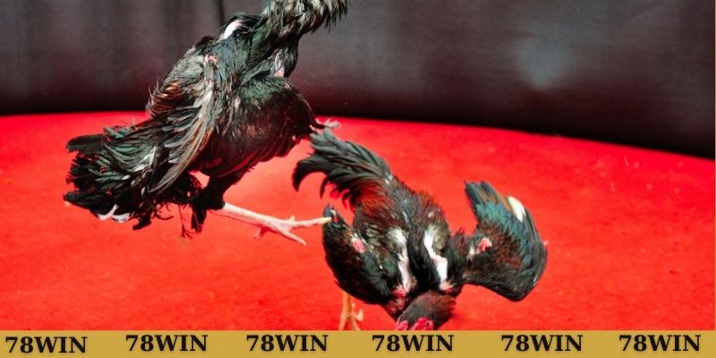 Thông tin về đá gà chọi Thomo