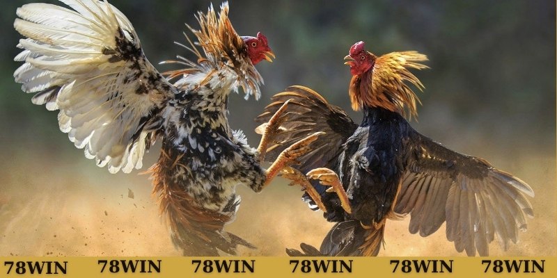 Thông tin về vảy gà huyền trâm