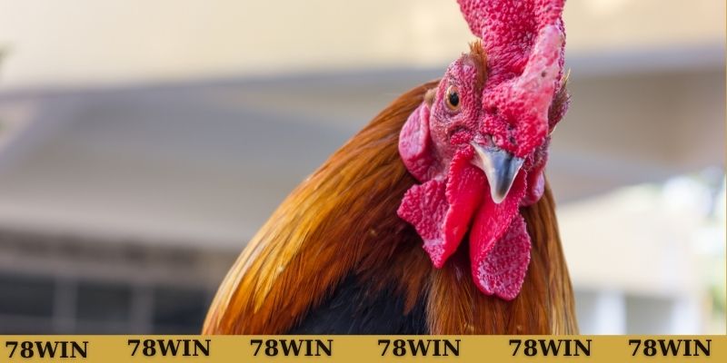 Tìm hiểu về thuật ngữ lối gà chọi 