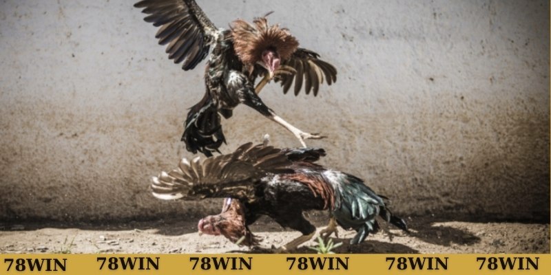 Tìm hiểu về vảy liên giáp