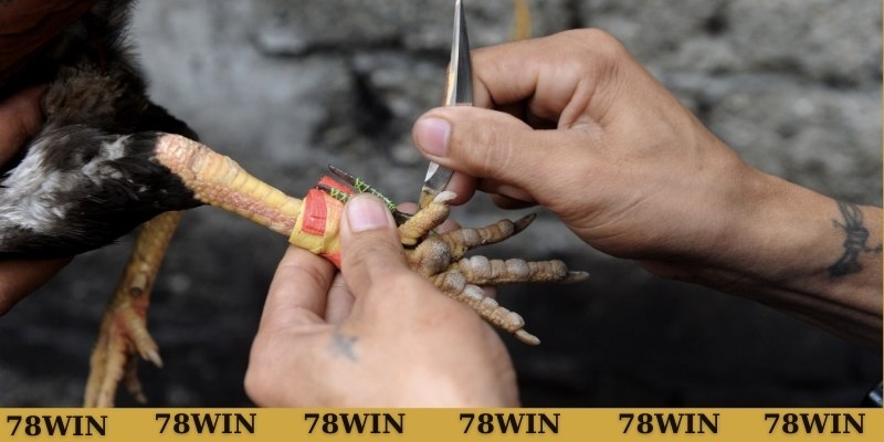 Truy cập 78WIN để xem gà song cúc đá