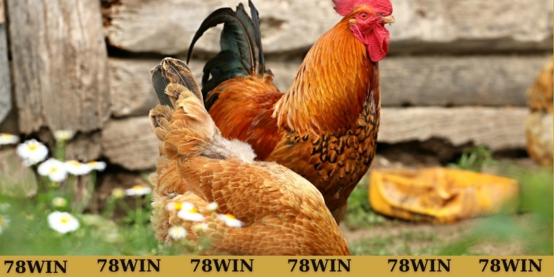 Ẩn ý khi chiêm bao thấy gà mái