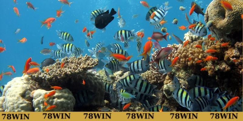 Chiêm bao thấy mình đi mua cá