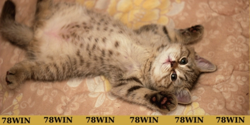 Chuyên gia giải đáp thắc mắc mơ thấy mèo con đánh con gì