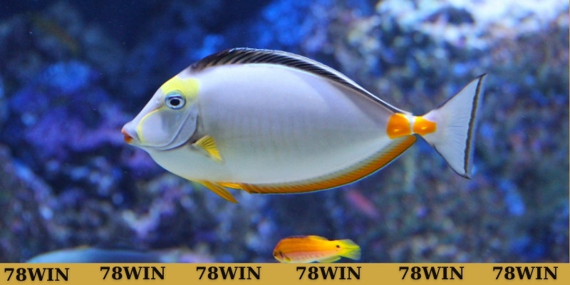 Đề xuất lô đẹp mơ thấy cá đánh con gì