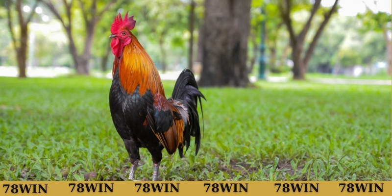 Đề xuất số đẹp khi thắc mắc mơ thấy gà đánh con gì