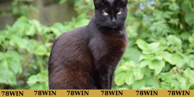 Điềm báo khi mơ thấy mèo đen