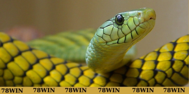 Điềm báo khi mơ thấy rắn to