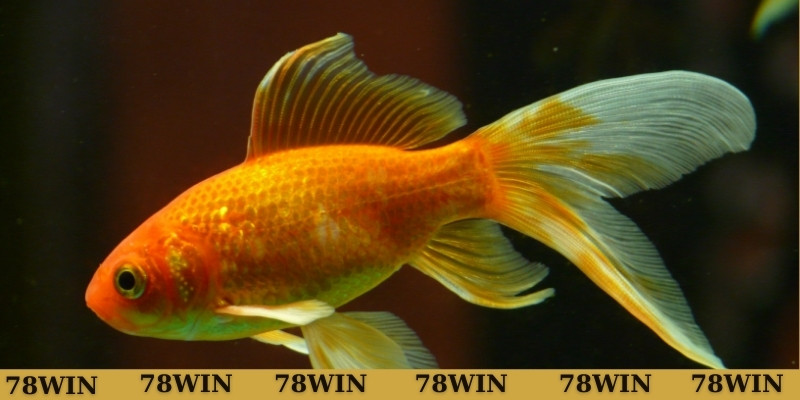 Giải mã chiêm bao thấy cá chép