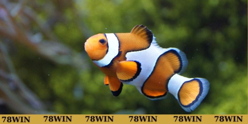 Giải mã mơ thấy cá đánh con gì nếu là cá vàng