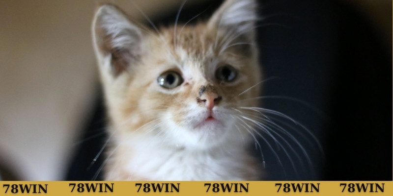 Giải mã mơ thấy mèo con đánh con gì