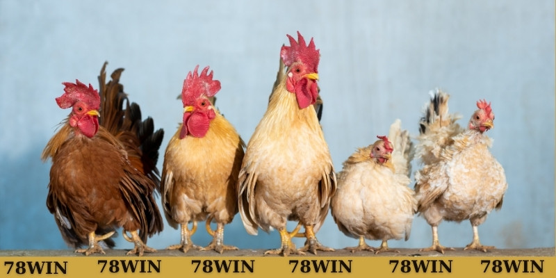 Nhiều người thắc mắc mơ thấy gà đánh con gì