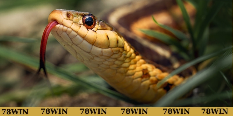 Thắc mắc mơ thấy rắn đánh con gì