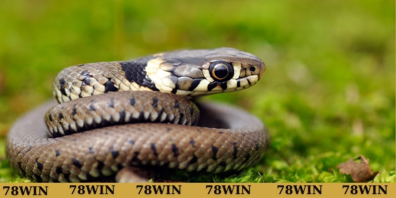 Ý nghĩa khi con gái mơ thấy rắn