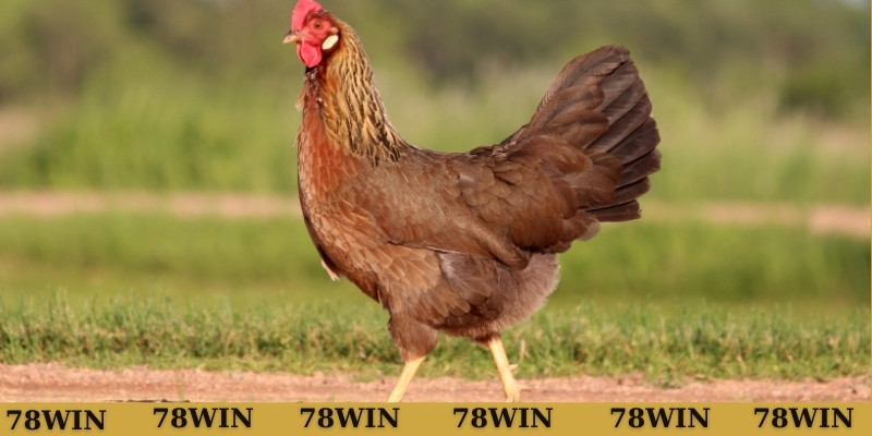 Ý nghĩa khi mơ thấy gà đã chết